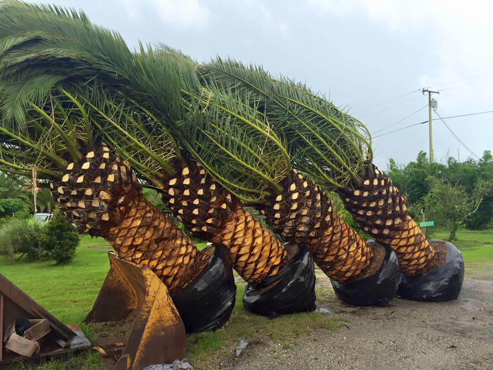 Palm Trees preparing to be planted
